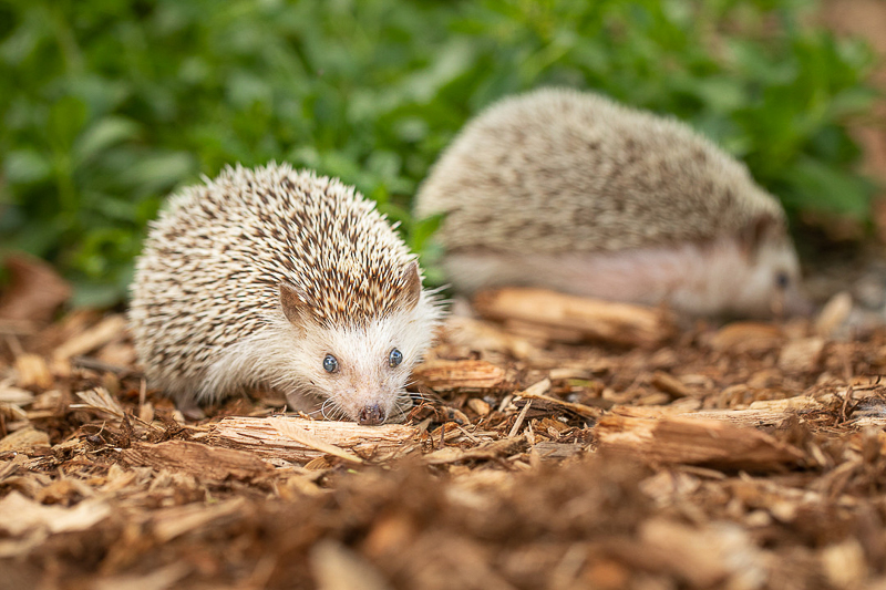 hedgehogs in the yard | ©K Schulz Photography. MN Pet Portraits 