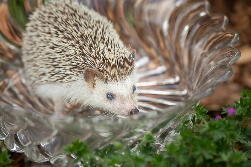 Hedgehog in the garden, MN pet photography ©K Schulz Photography 