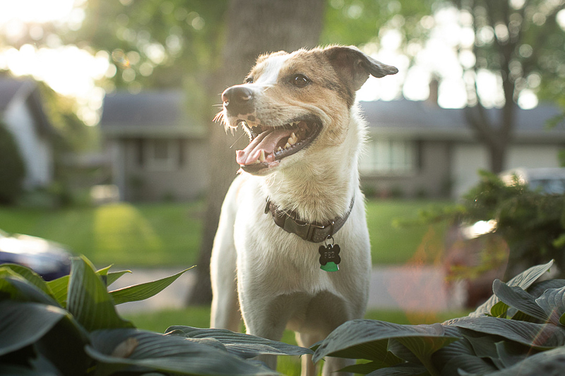 on location dog photography | ©K Schulz Photography | lifestyle Minnesota Pet Photography