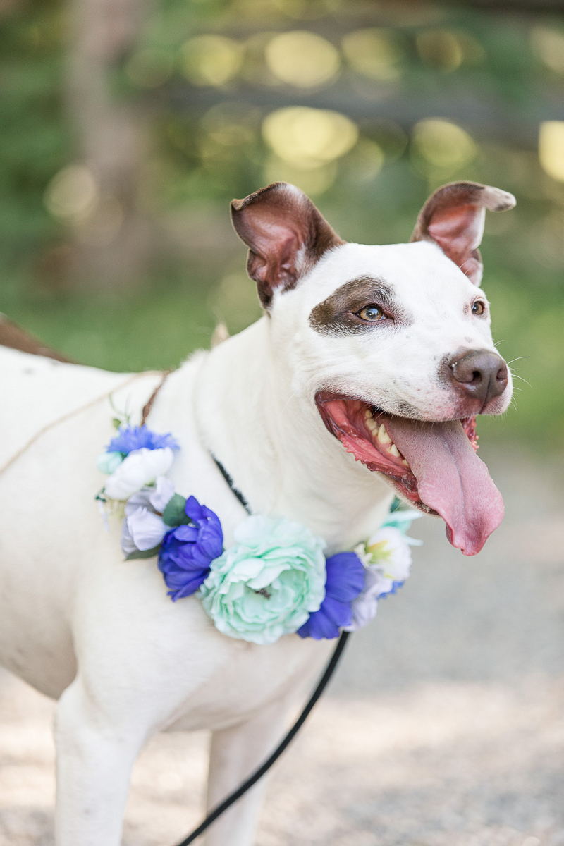 adorable mixed breed dog wearing floral wreath, dog photography ideas | ©Limelight Entertainment 