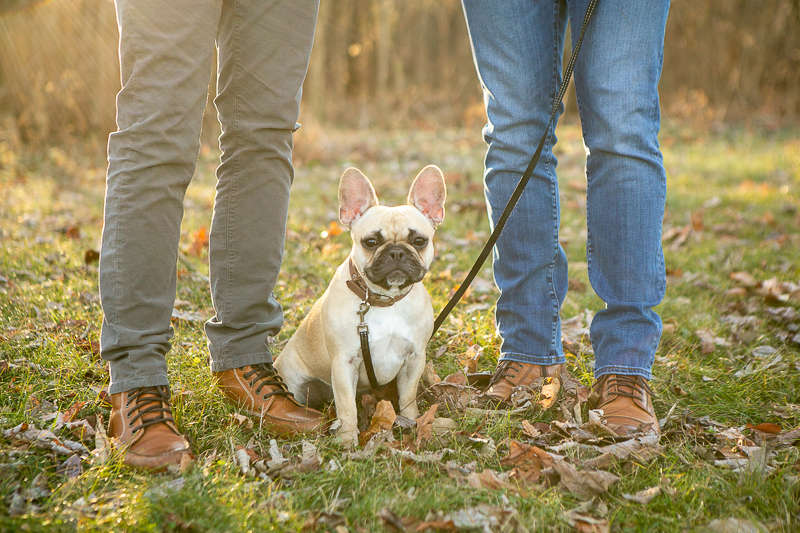 Cute French Bulldog sitting on the ground, ©Mandy Whitley Photography | pet photography ideas, College Grove, TN 