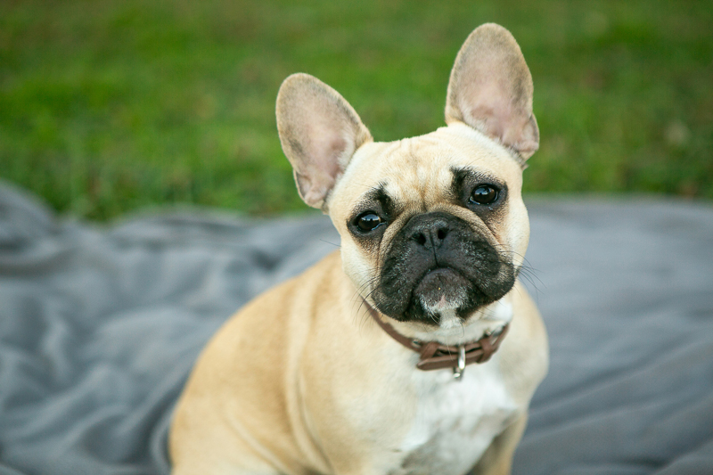 fawn French Bulldog, ©Mandy Whitley Photography, Nashville, TN