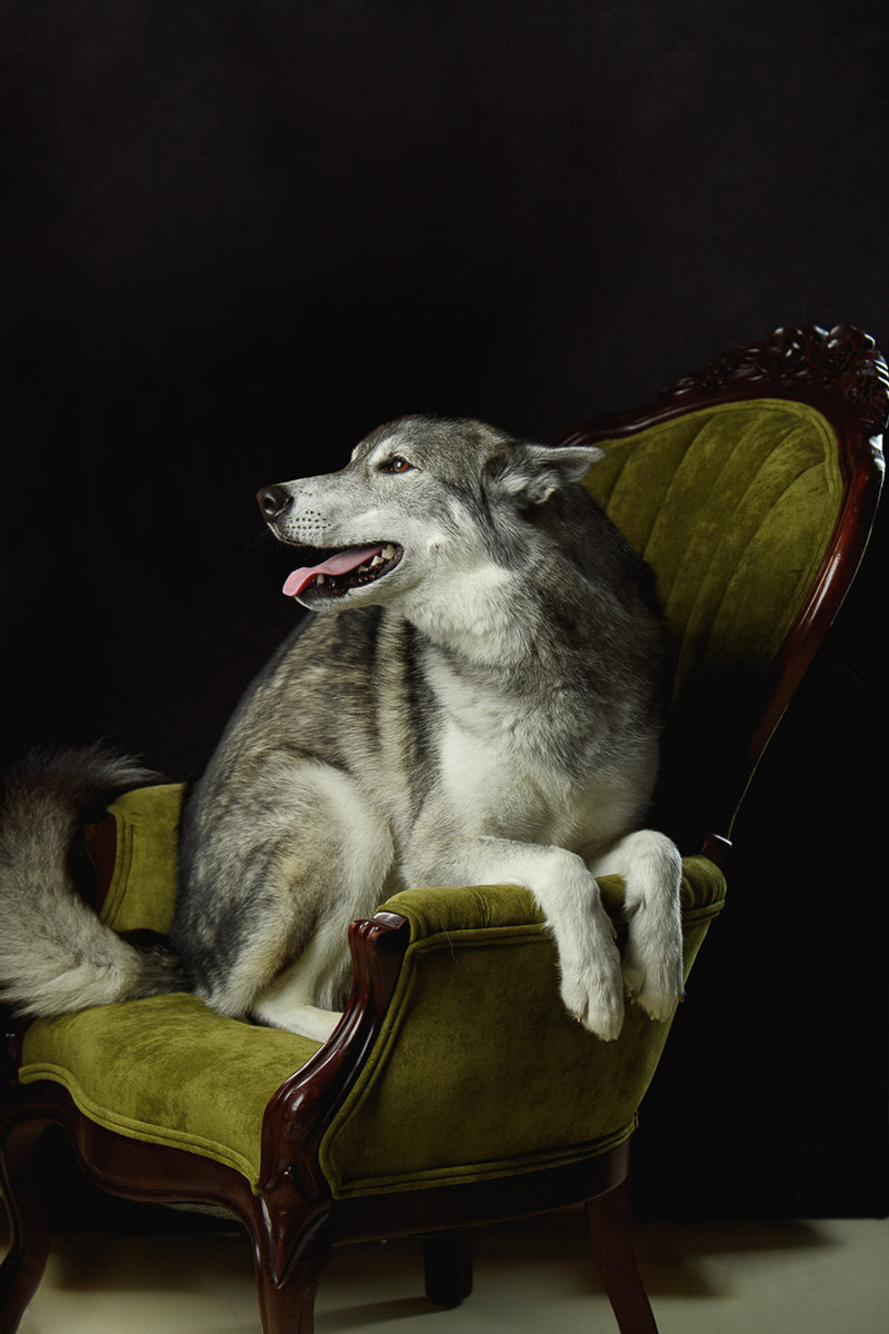  ©Eye Wander Photo | studio pet portraits, Malamute Mix sitting on green chair