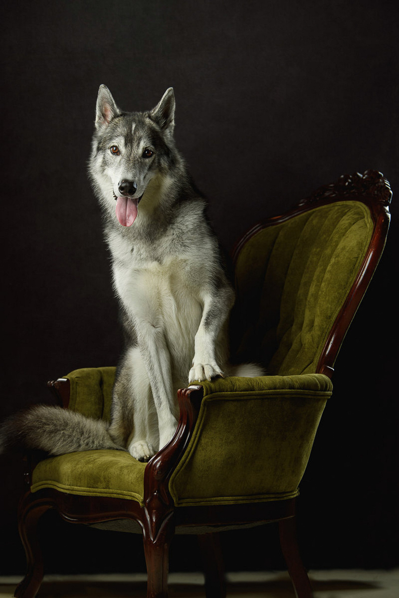 studio pet photography, Malamute mix on green velvet chair | ©Eye Wander Photo