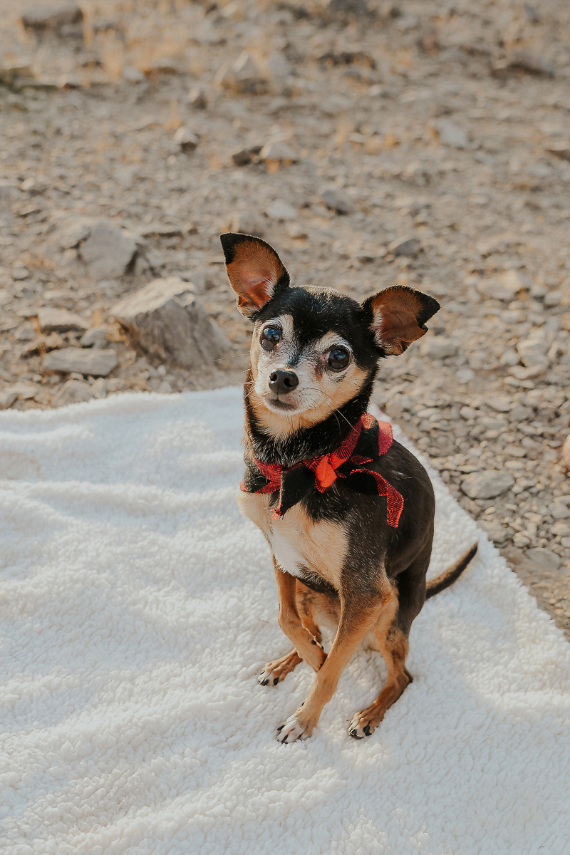 cute Chihuahua mix wearing red buffalo plaid bandana | © Ali Tso Photography | dog-friendly holiday photos