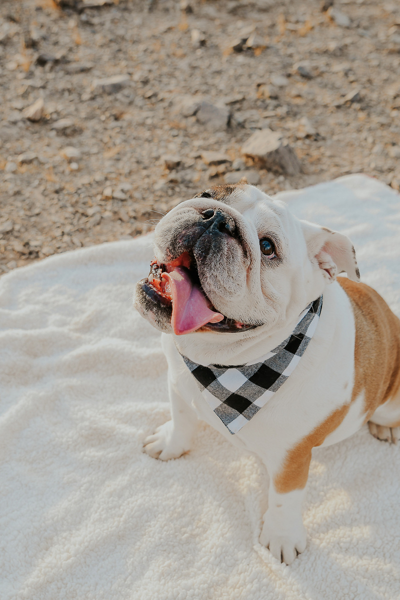 cute English Bulldog, dog photography ideas © Ali Tso Photography | dog-friendly holiday photos