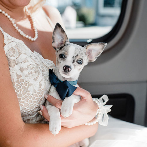 Best (Wedding) Dogs:  Mia & Oliver | Tampa, FL