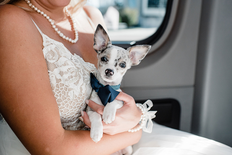 bride holding adorable merle Chihuahua, ©I Got Shot By Lisa Marie Photography, Tampa, FL wedding ideas