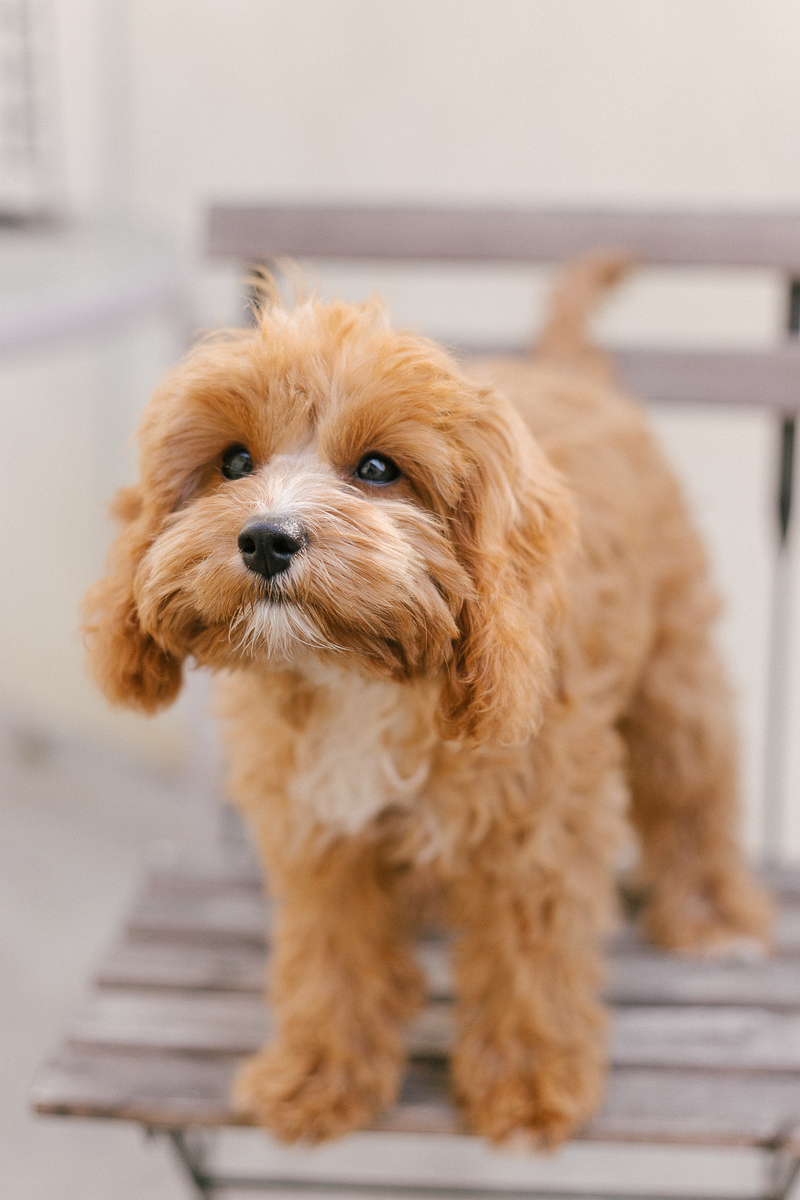©Jasmine Marie Photography | West Hollywood pet photography , cute Cavapoo (Cavalier/Poodle mix)