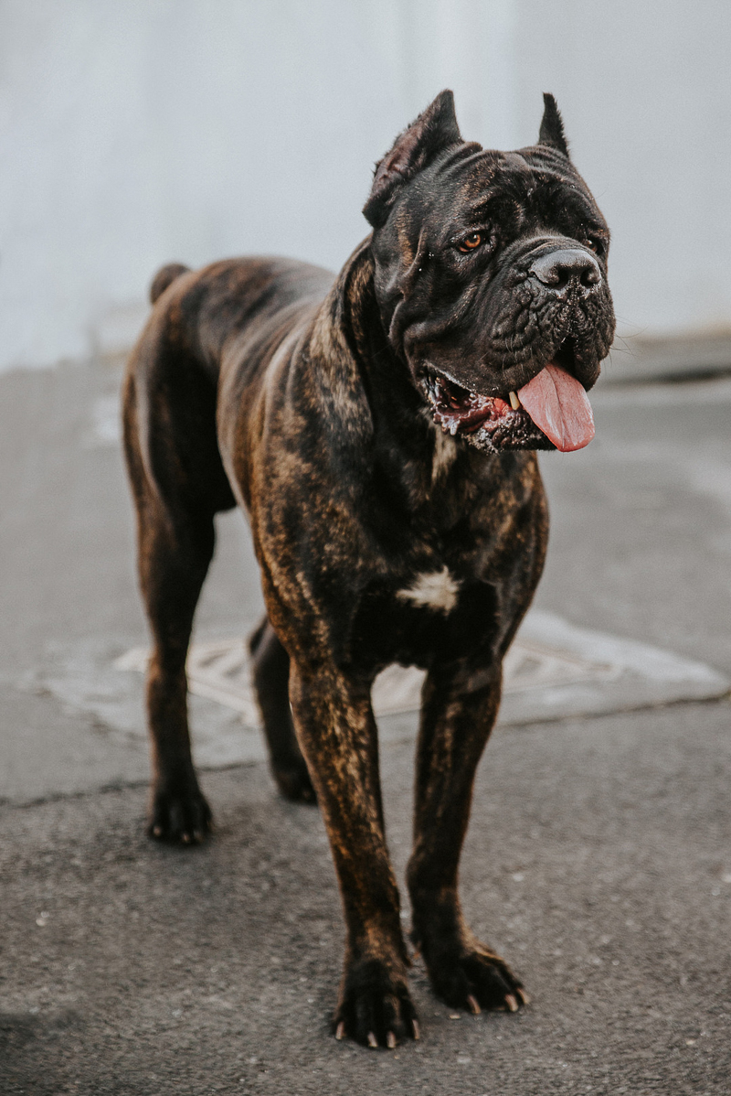 brindle Cane Corso standing on street, handsome dog portraits | Cedric D Vincent Photography