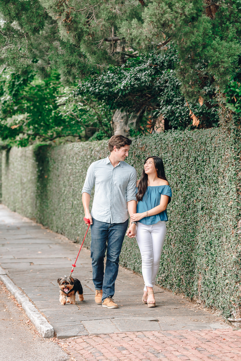 Yorkie walking with engaged couple on hedge lined sidewalk, lovely engagement session, ©Charleston Photo Art