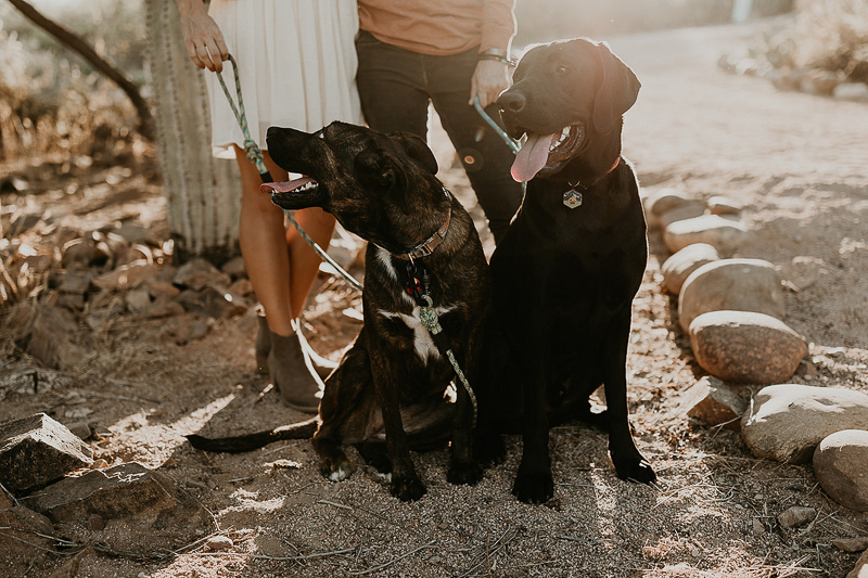 dogs sitting, engagement portraits with pups | ©Kali M Photos | Arizona wedding and elopement photographer