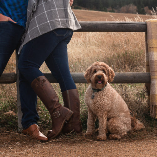 Engaging Tails:  Molly the Doodle | Chautauqua Park