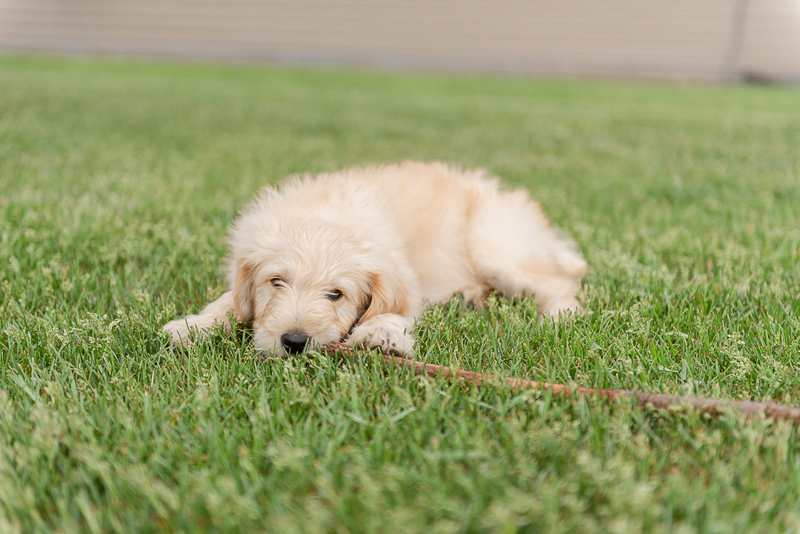adorable Goldendoodle puppy chewing on a stick, summer dog photography ideas | ©Samantha Rule Photography