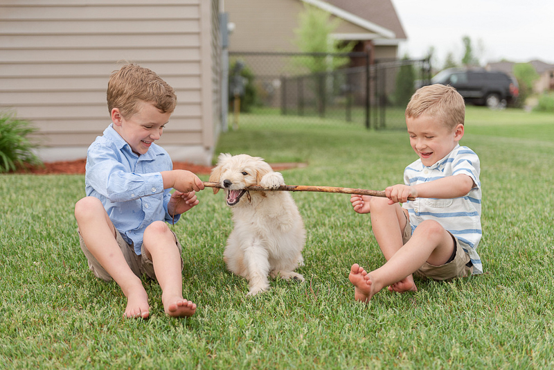 2 brothers holding a stick for their puppy, lifestyle photography ideas, kids and dogs, ©Samantha Rule Photography | dog-friendly family portraits, Central MN