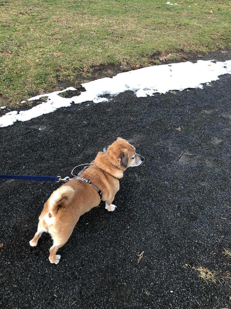 Puggle mix going for a walk