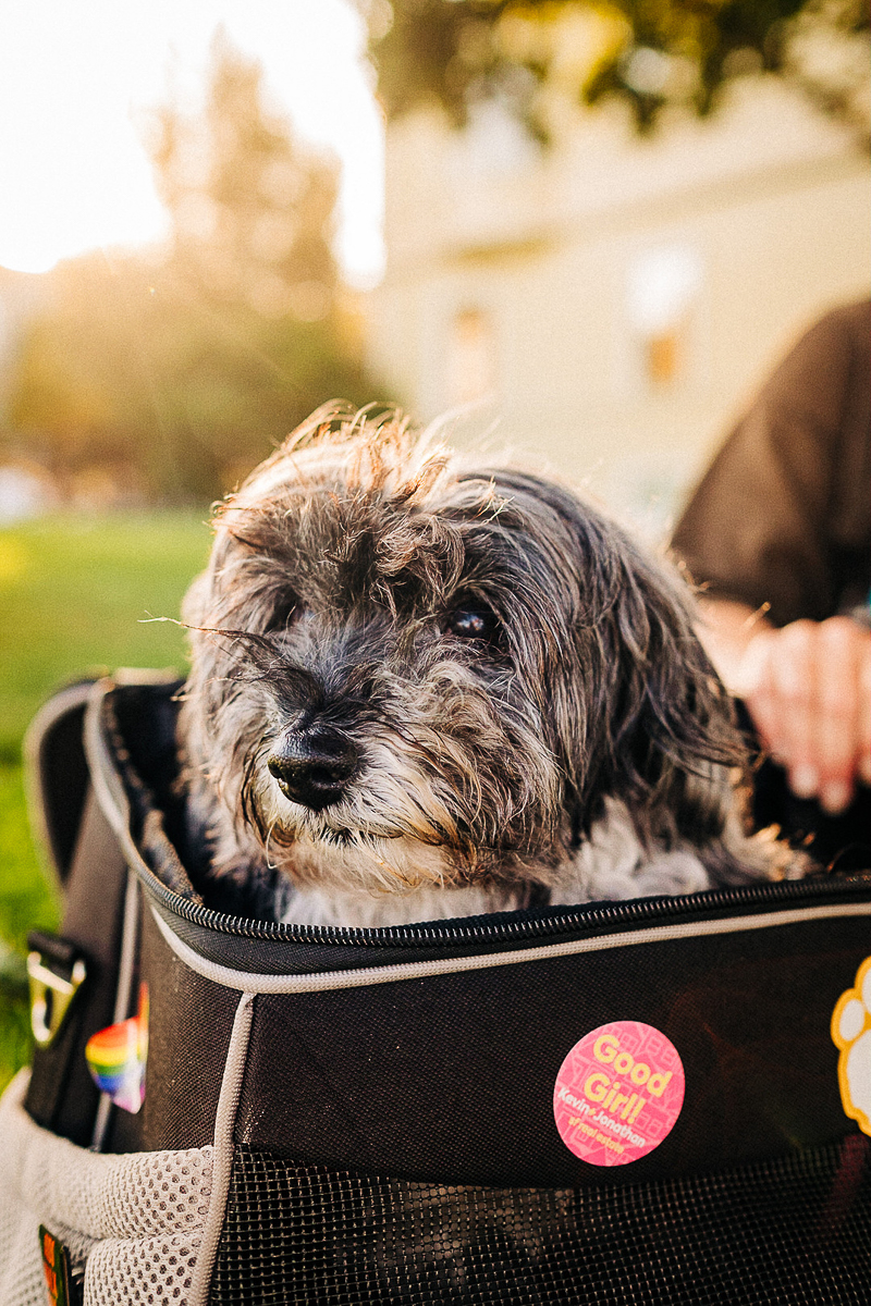 Happy Tails:  Layla the Poodle Mix | San Francisco
