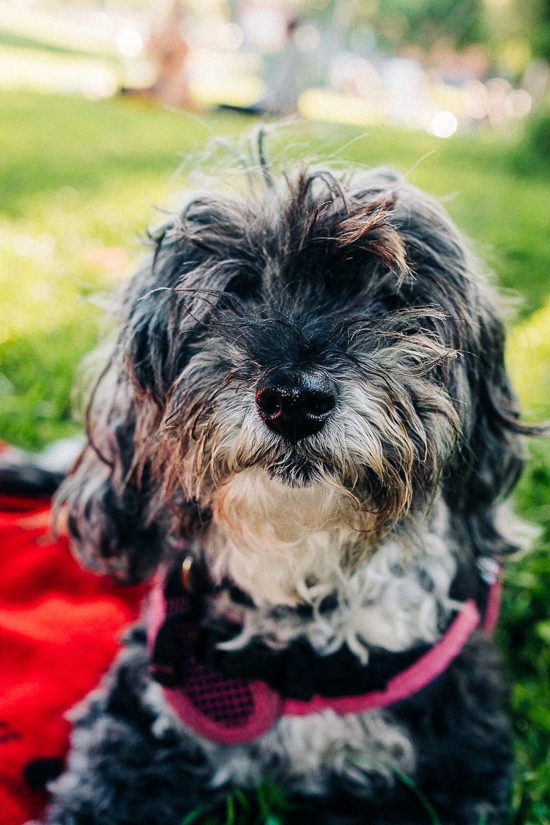 cute senior pup enjoying picnic at the park, ©misterdebs photography | SF lifestyle dog photography