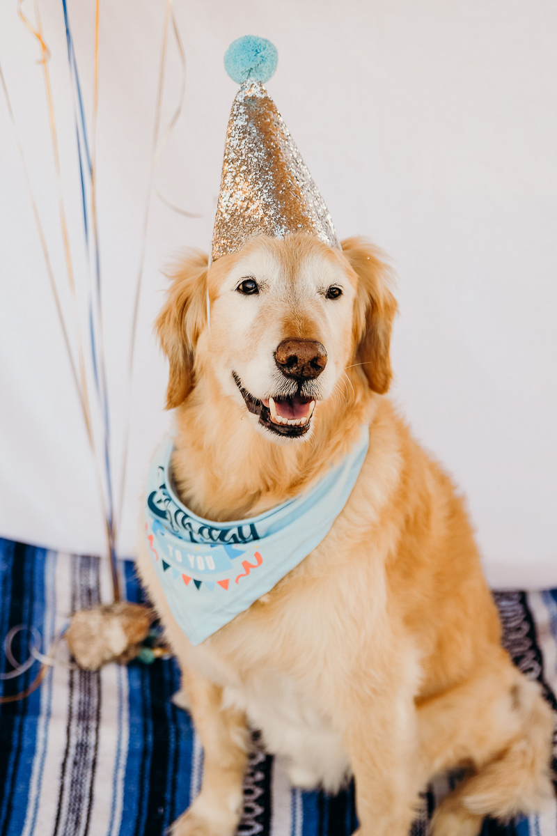 senior dog wearing silver birthday hat, birthday dog | ©Ali Tso Photography, Phoenix pet portraits