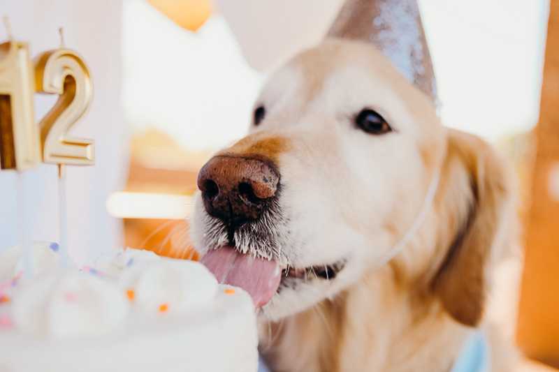 senior pup licking frosting off cake | ©Ali Tso Photography