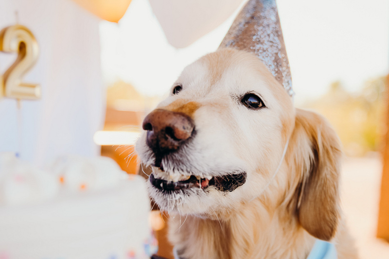 happy dog eating cake, birthday celebration for a senior Golden Retriever | ©Ali Tso Photography