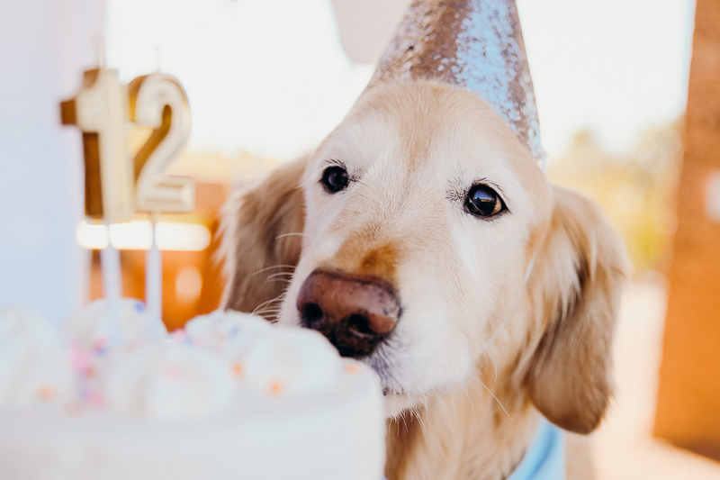 dog sniffing birthday cake | ©Ali Tso Photography