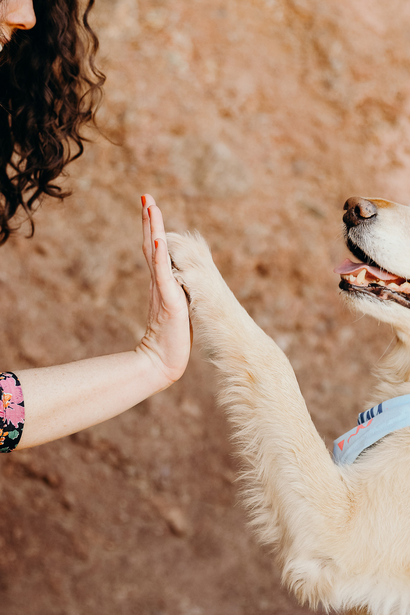 dog and woman high fiving, love between dogs and humans | ©Ali Tso Photography