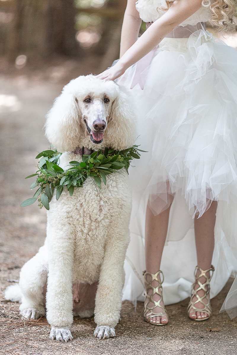 bridal portraits with white poodle | ©C. Baron Photography