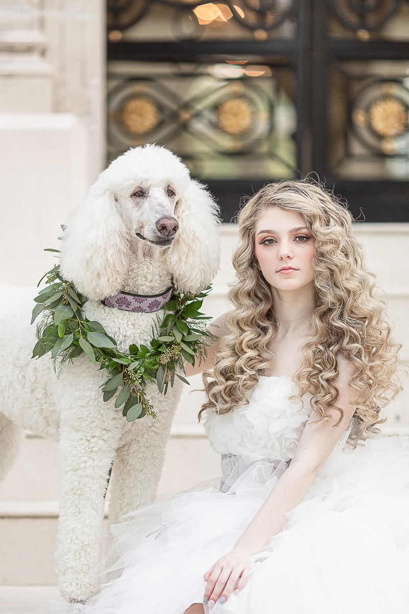 white Poodle and bride, dog-friendly bridal portraits | ©C. Baron Photography