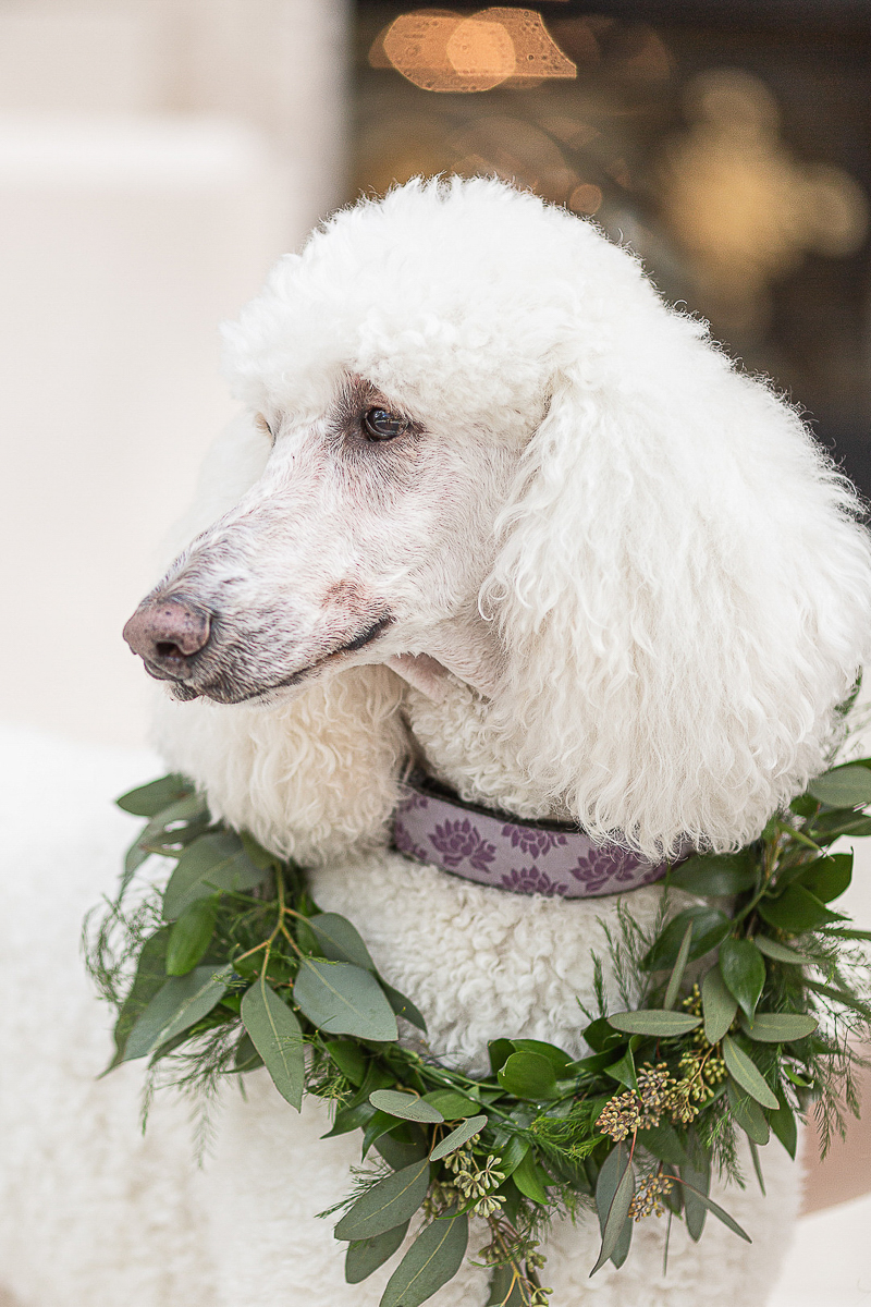 handsome white Poodle wearing floral collar, wedding dog ideas, ©C. Baron Photography