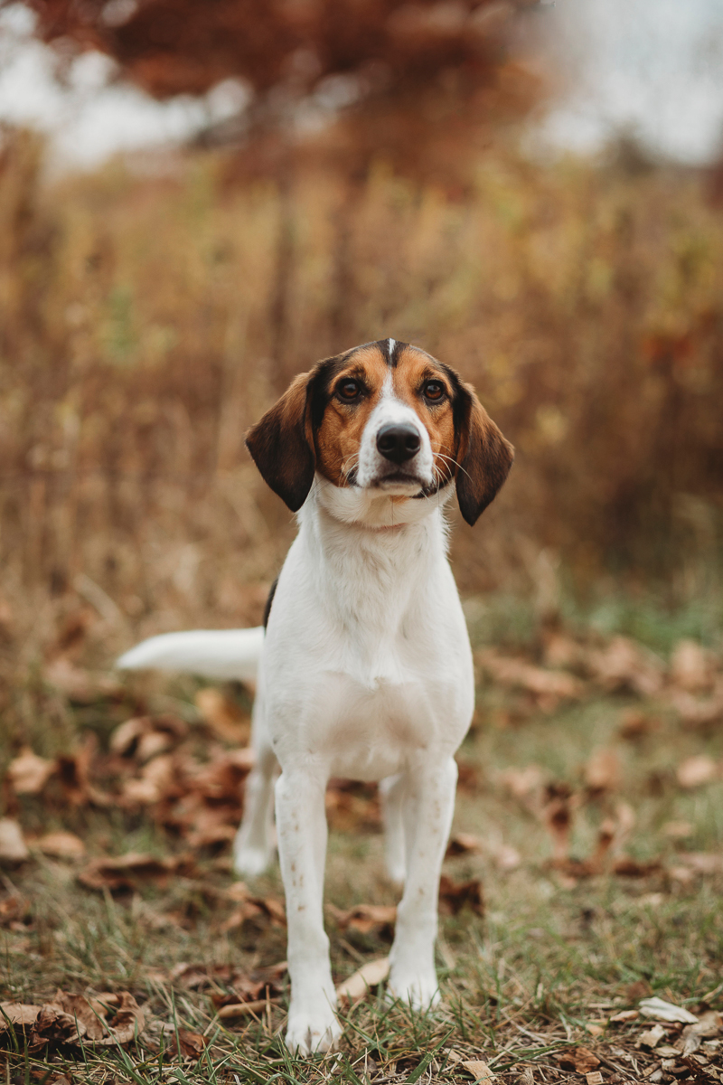 Happy Tails: Snoopy the Beagle | Lafayette, IN