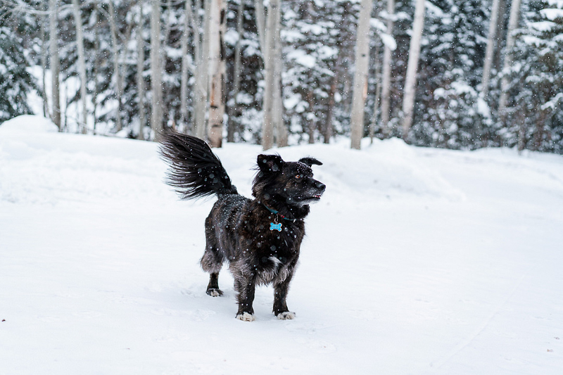small black dog playing in the snow | ©AW Creates. Brian Head, Utah