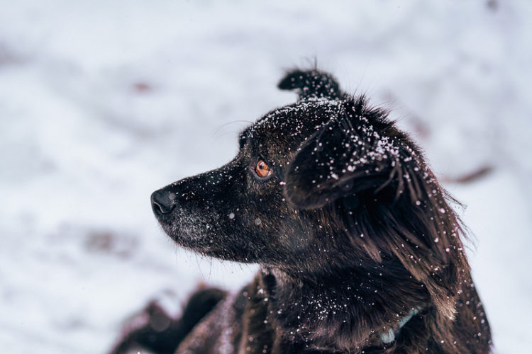 handsome black dog in snow