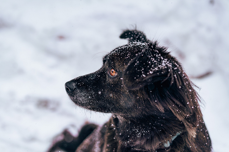 handsome black dog in snow | ©AW Creates. Brian Head, Utah