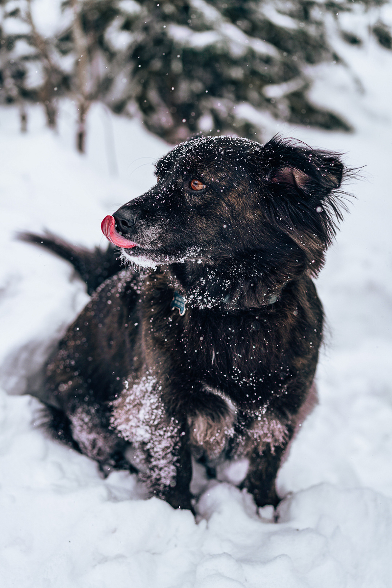 small black dog sitting in snow, dog sticking tongue out | ©AW Creates. Brian Head, Utah