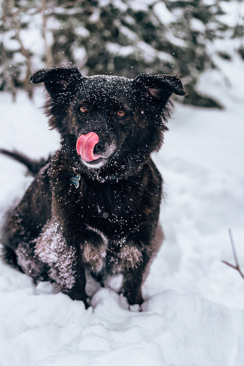 small black dog with snow, creative winter dog photography ideas | ©AW Creates. Brian Head, Utah