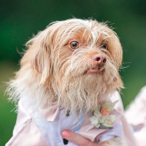 Best Wedding Dog:  Frodo | Hampton Park, Charleston, SC