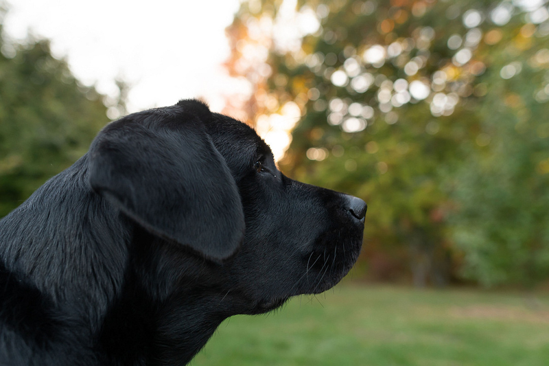 Black Lab in profile, lifestyle dog photography | ©Jess Sinatra Photography