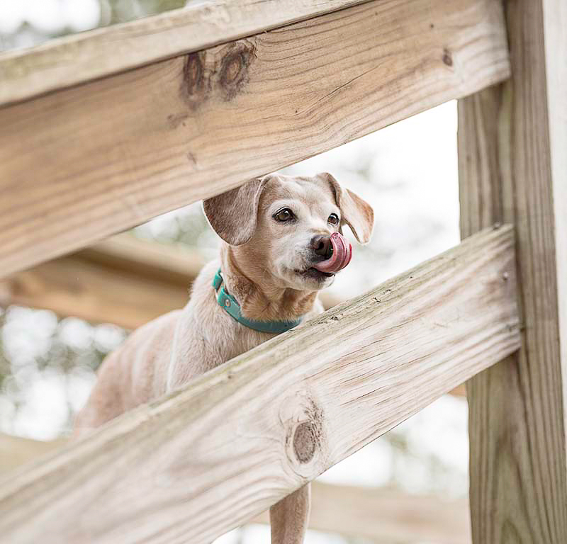 tan dog with white face looking through stair railing, ©Sweet Ellie Photography