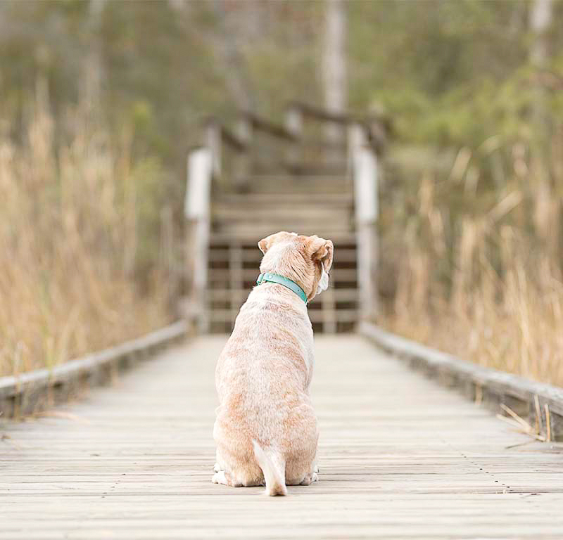 Beagle mix sitting on boardwalk facing away from photographer, ©Sweet Ellie Photography | Williamsburg, VA