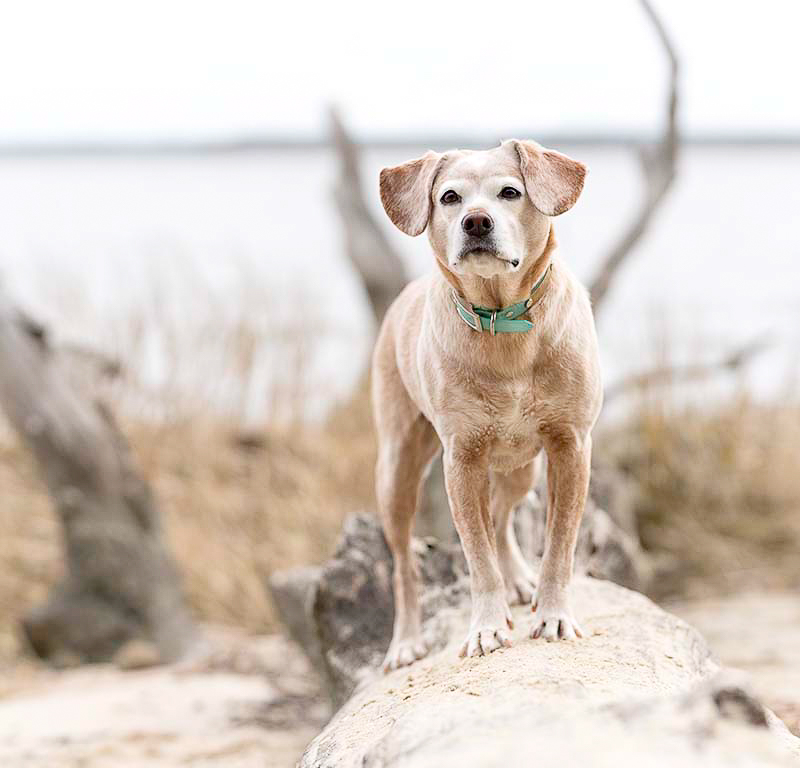 dog on driftwood, on location dog photography | ©Sweet Ellie Photography | Williamsburg, VA