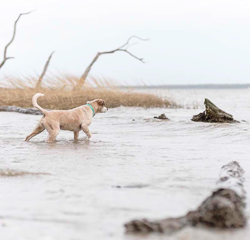 dog wading in River State Park, Virginia | ©Sweet Ellie Photography