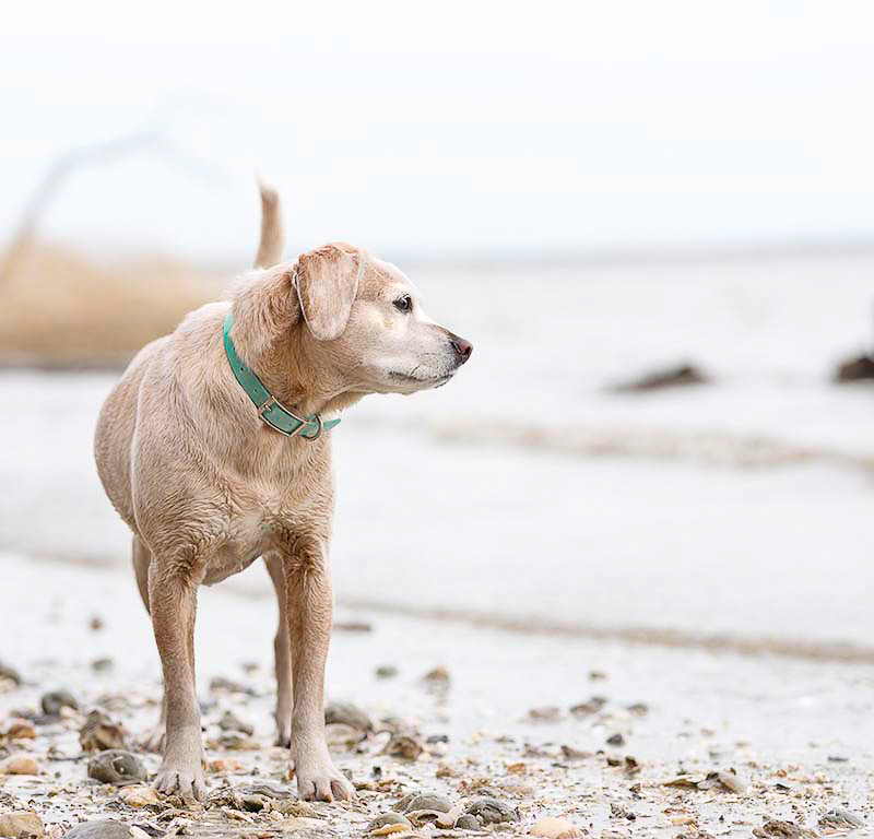 wet dog on beach, dog photography ©Sweet Ellie Photography | Williamsburg, VA