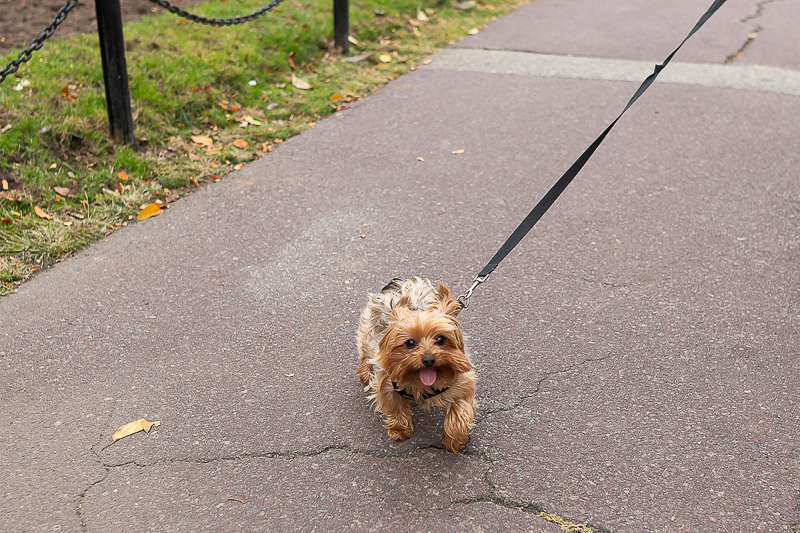 Yorkshire Terrier on a leash, Pet-portraits | ©Jess Sinatra Photography