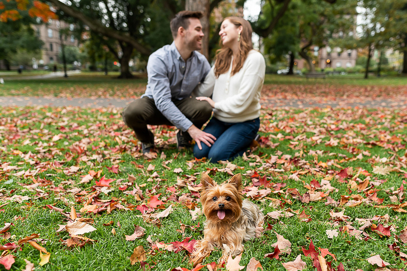 Yorkie, fall engagement photos at Boston Public Garden | ©Jess Sinatra Photography
