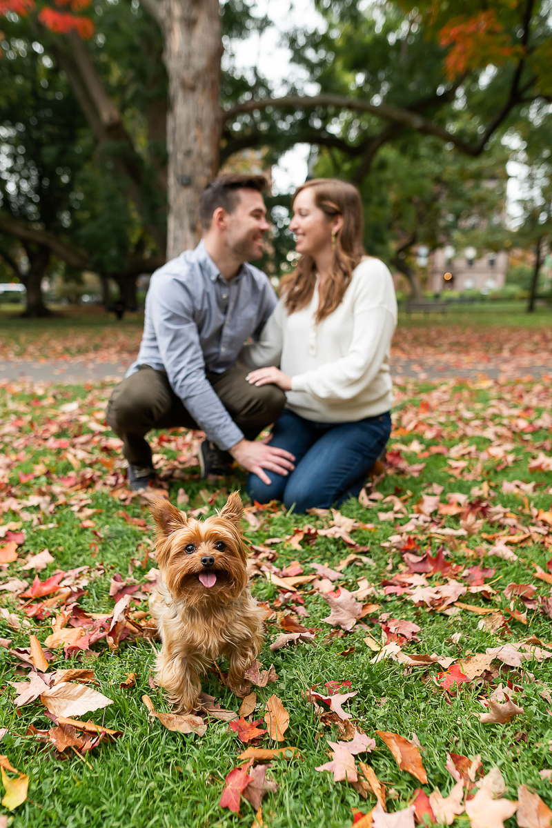dog-friendly engagement session with a Yorkie | Boston Public Garden ©Jess Sinatra Photography