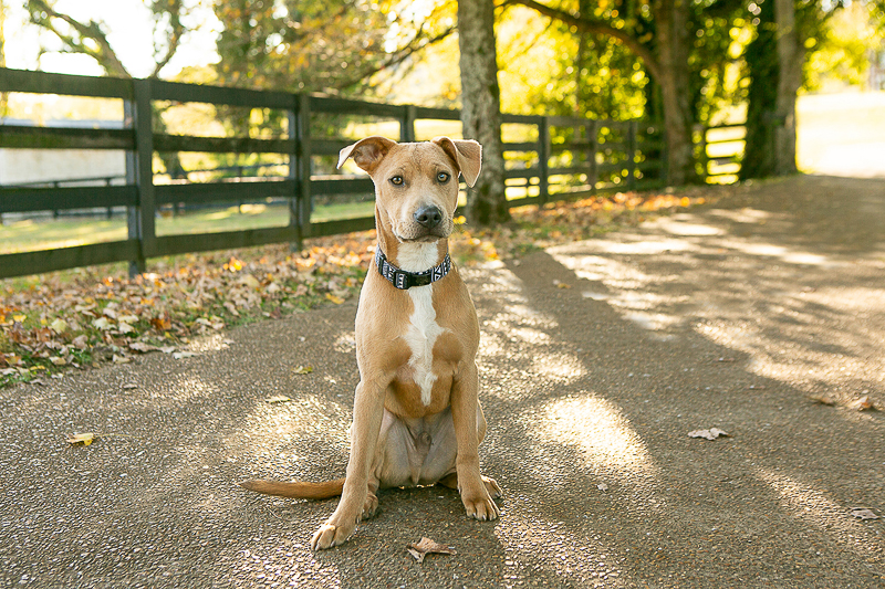 handsome mixed breed on path, ©Mandy Whitley Photography | lifestyle dog photography, Brentwood, TennesseeTN