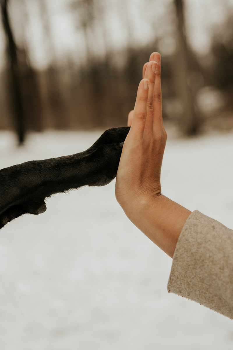 high five dog and human, paw to hand, lifestyle dog photography ideas | ©Tomo.photography | London, Ontario