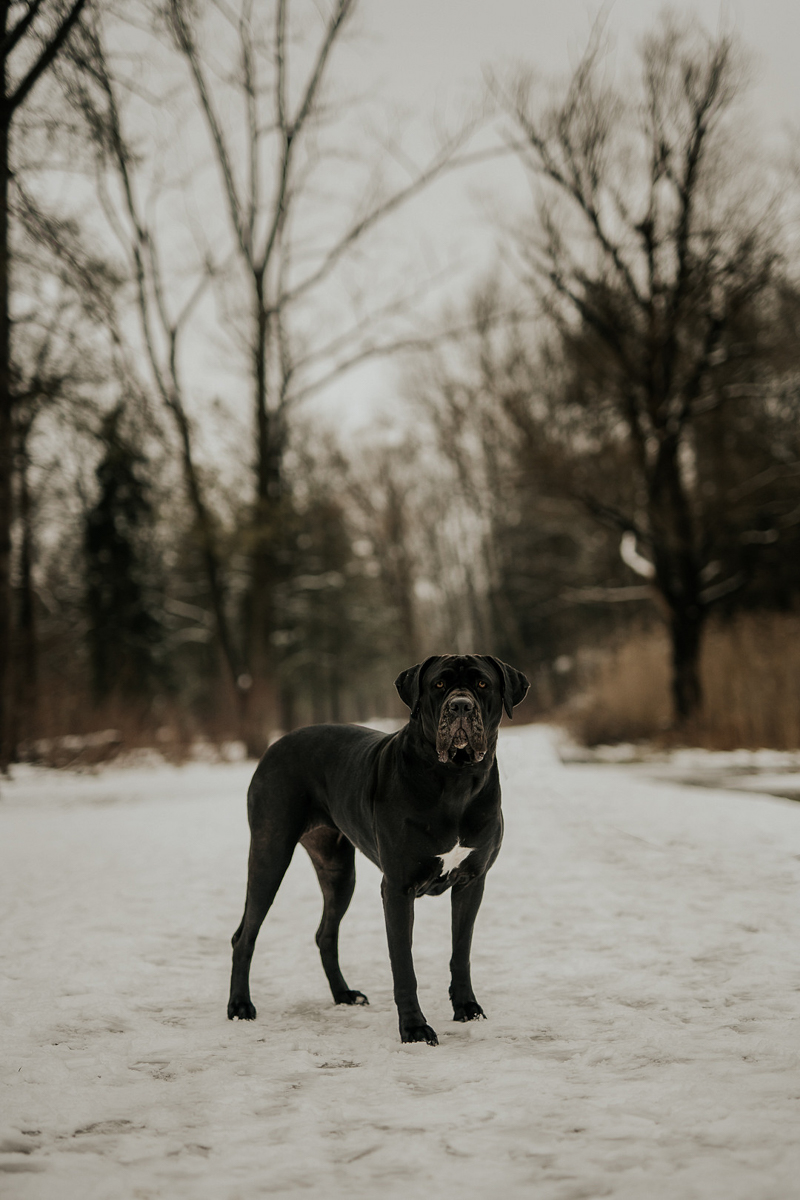 lovely black Cane Corso with natural ears, lifestyle dog photography ideas | ©Tomo.photography | London, Ontario