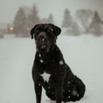 Happy Tails:  Arah the Cane Corso | London, ON